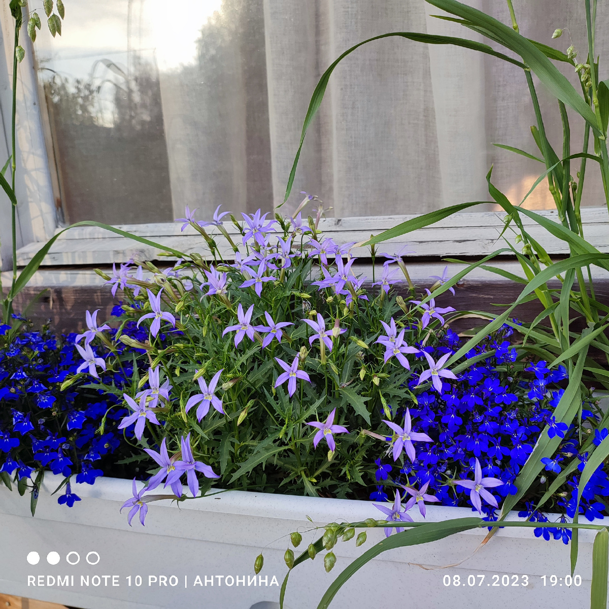 Лаурентия и лобелия - замечательная пара.