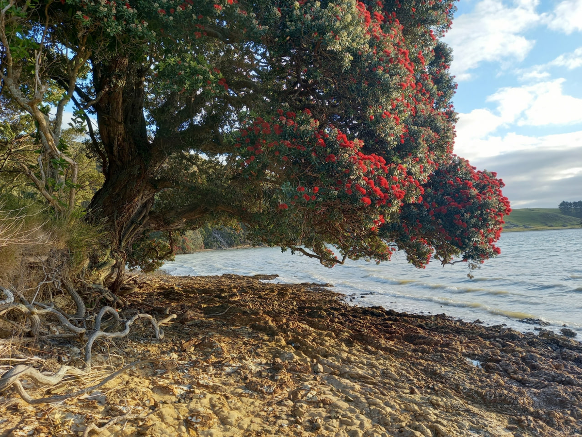 Фото 1. Внешний вид растения (©wildmandala).