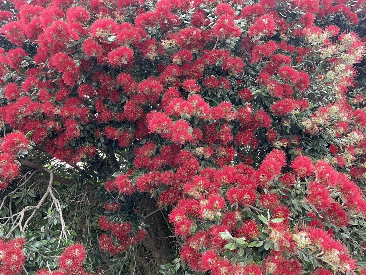 Фото 2. Дерево, усыпанное цветками (©daniellemcb). 