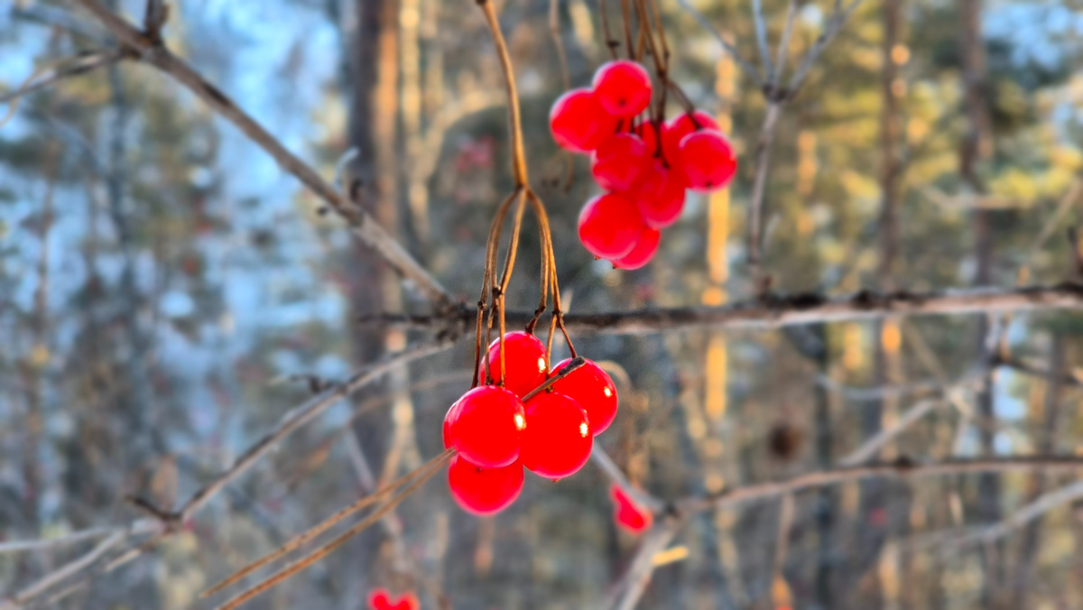 Что за ягода?