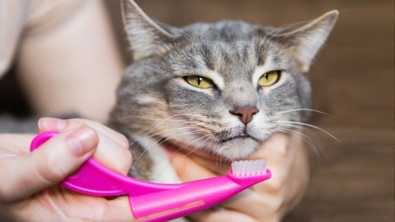    Уход за зубами кошки: щетки, пасты и особенности чистки Богдан Герцен