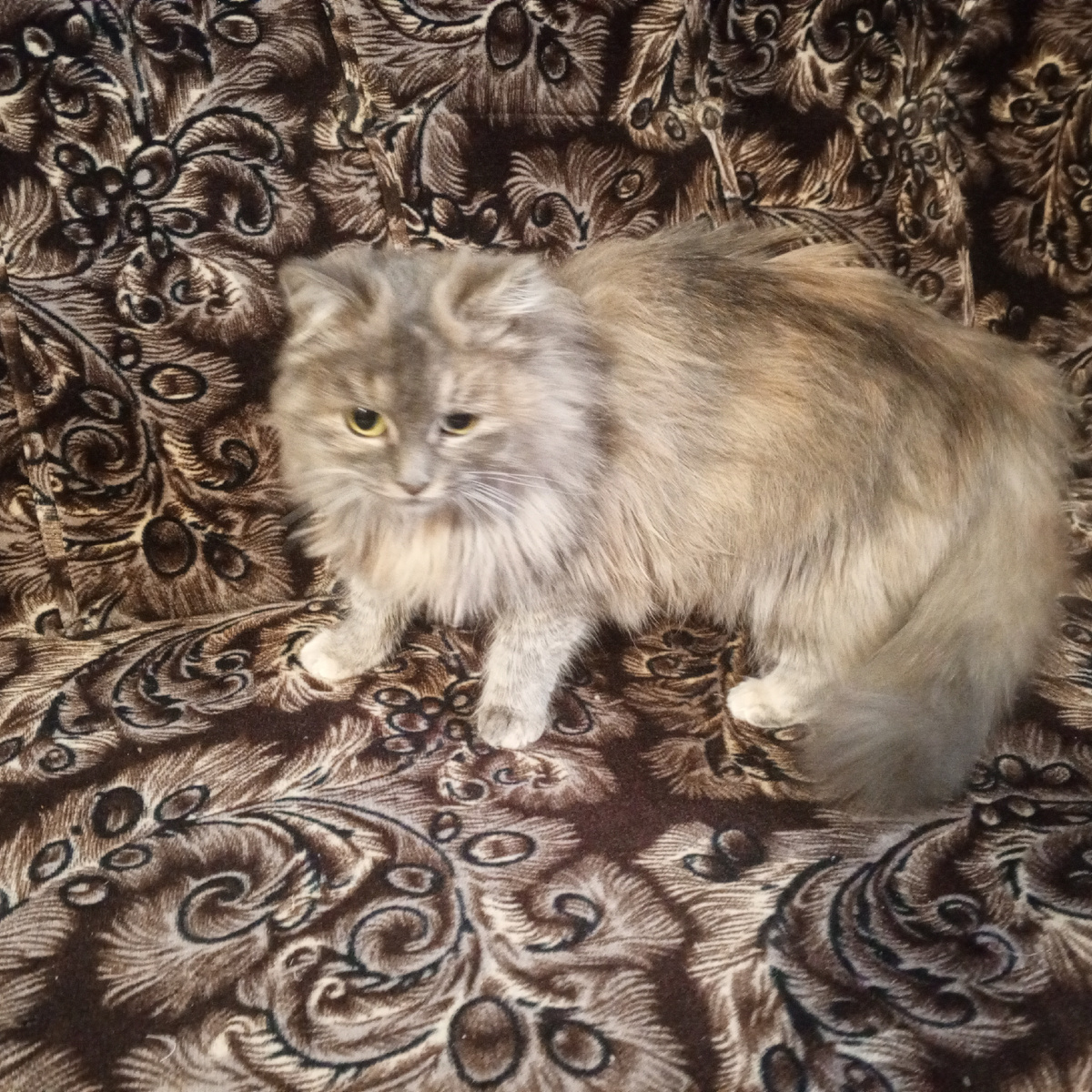 Красота писаная