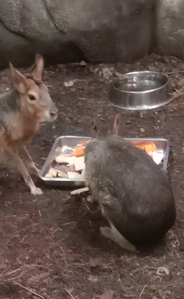 время приема пищи