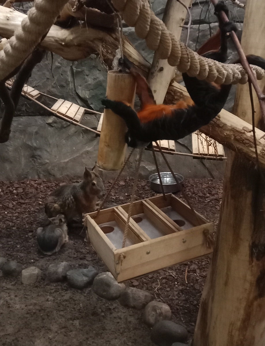 патагонская мара обитает вместе  с тамаринами