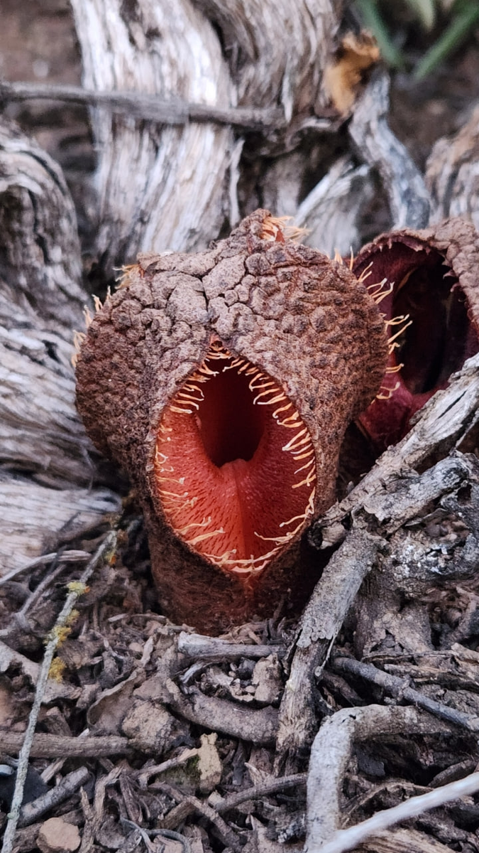 Фото 1-4. Внешний вид представителей рода.