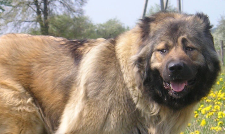 фото не мое, но очень похож