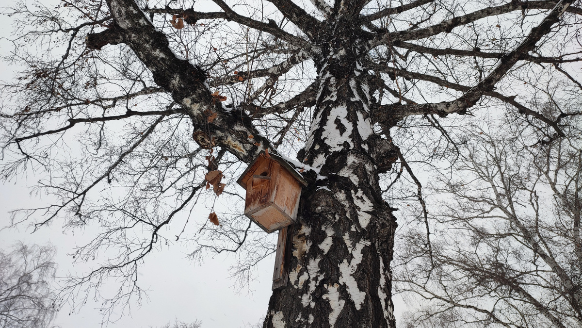 Скворцы ещё не прилетели))) 