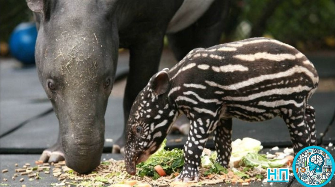 Тапир и её детеныш