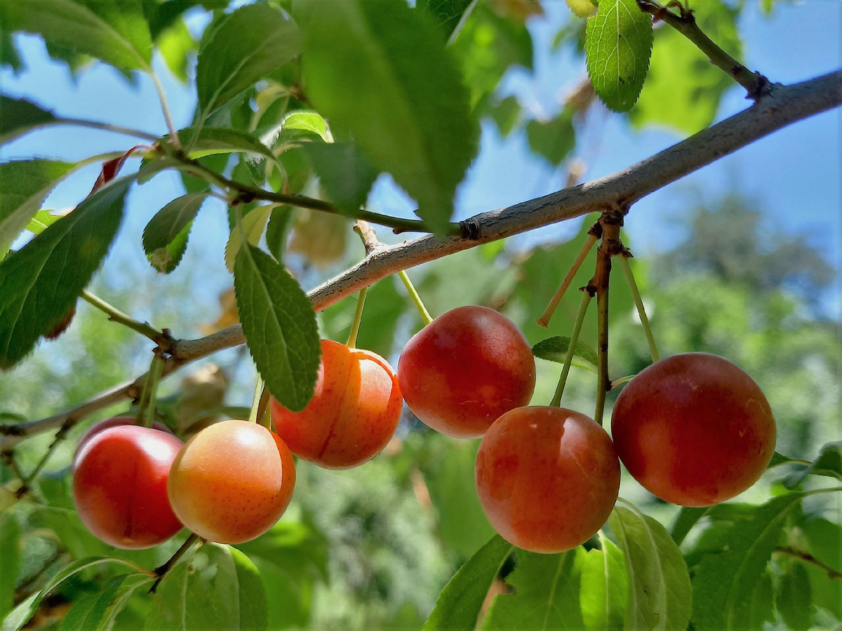 Ташкентский ботанический сад