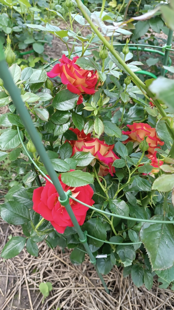 фото Ларисы