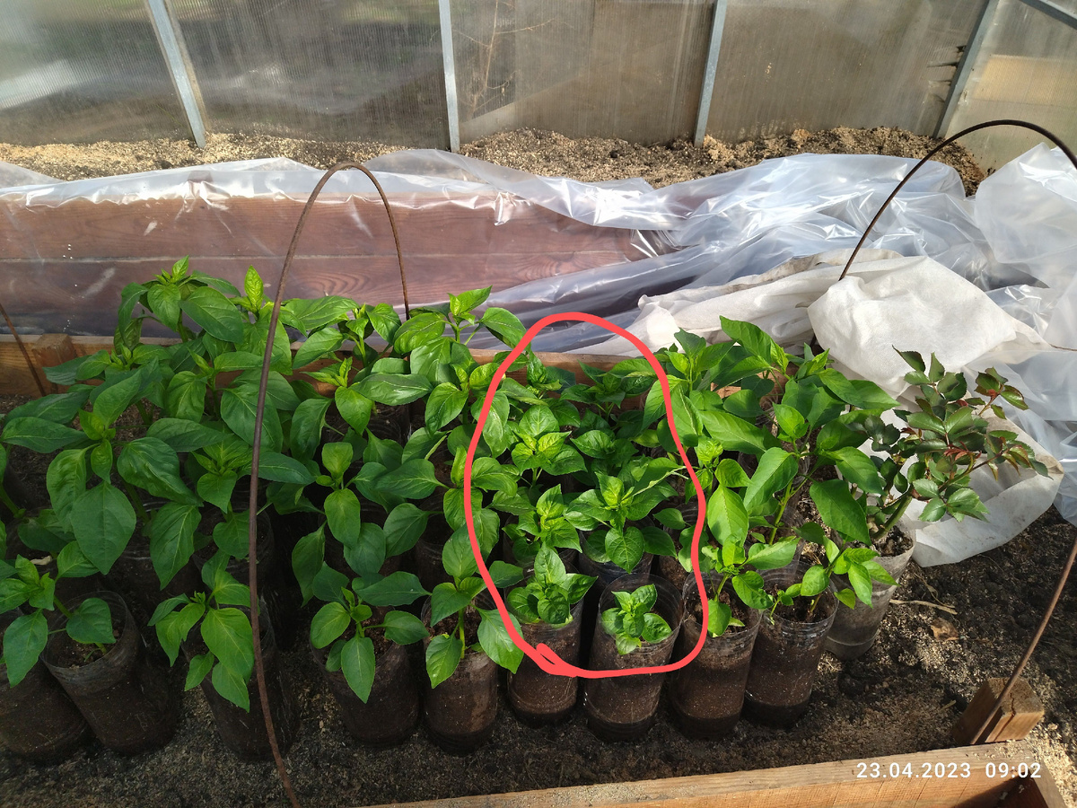 Самый компактненький