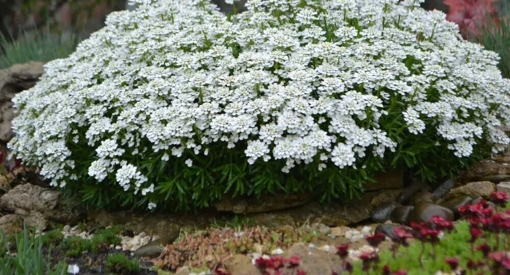 Выращиваем цветы без рассады: какие растения можно посеять сразу в грунт