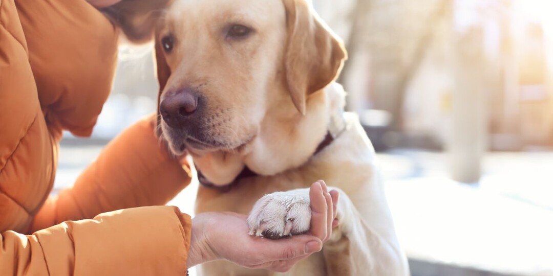 Как собака влияет на жизнь человека? Ваше здоровье и долголетие в лапах питомца
