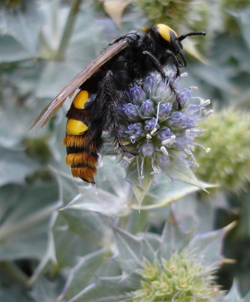 Сколия-гигант (источник: https://ru.wikipedia.org/wiki/%D0%A1%D0%BA%D0%BE%D0%BB%D0%B8%D1%8F-%D0%B3%D0%B8%D0%B3%D0%B0%D0%BD%D1%82 )