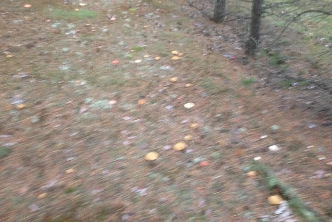 Грибов тогда было - немерено... 