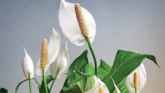    Будет радовать глаз: агрономы дали советы по выращиванию спатифиллума Алина Городниченко