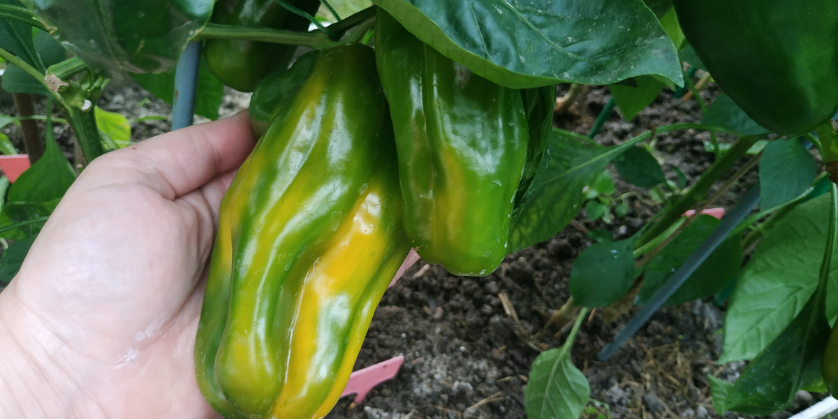 Перец Жёлтый Монстр 