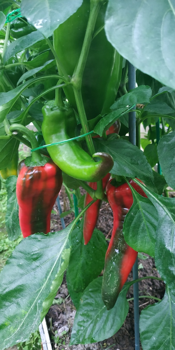 Перец Турецкая Капия 