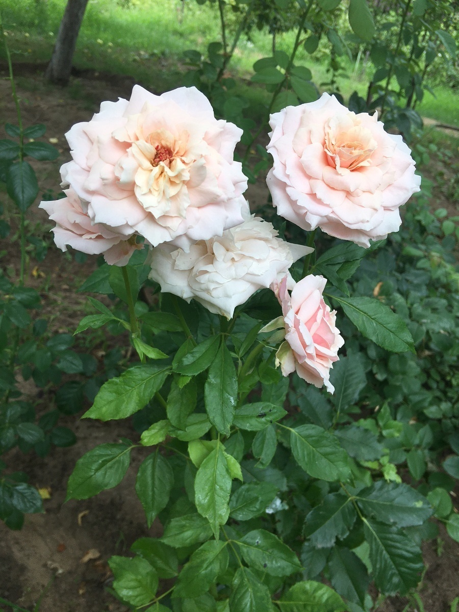 фото Екатерины