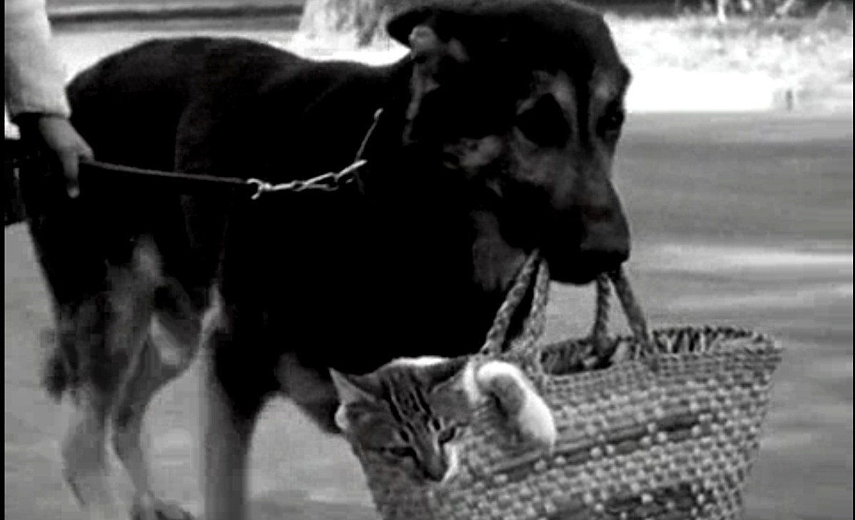 Кадр из фильма "Дай лапу, Друг!". Вот и носи тут каких-то кошек! 