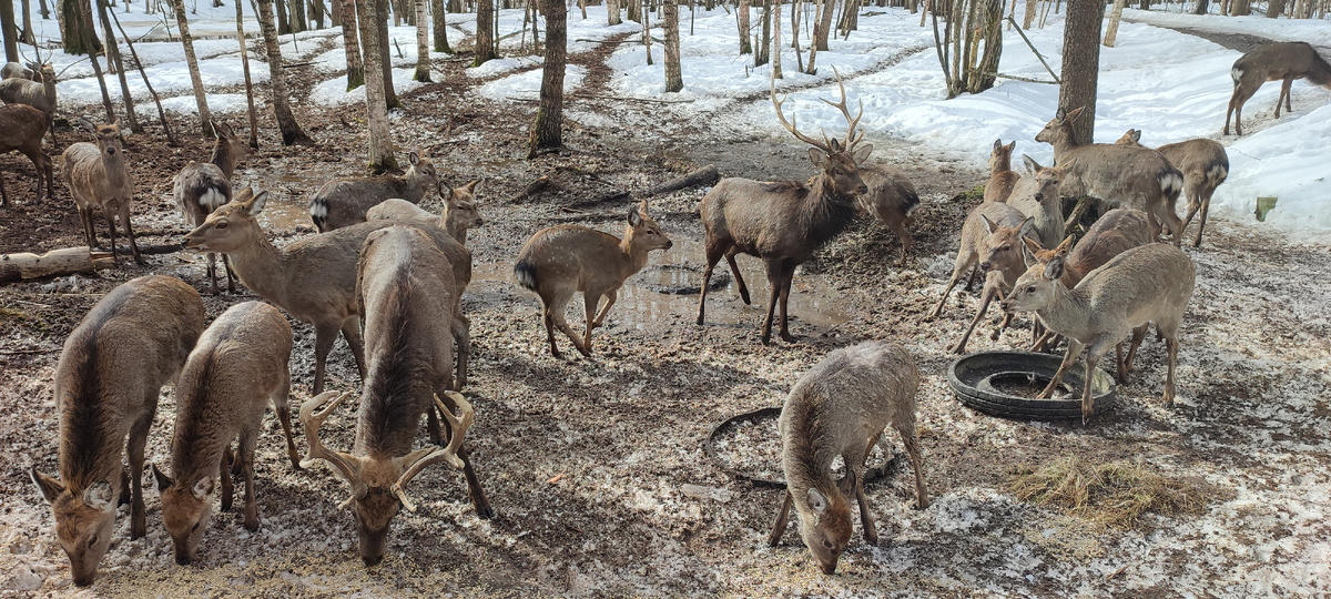 Экологическая тропа Копорье