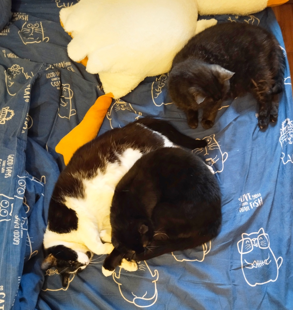 Самый замурчательный круг общения