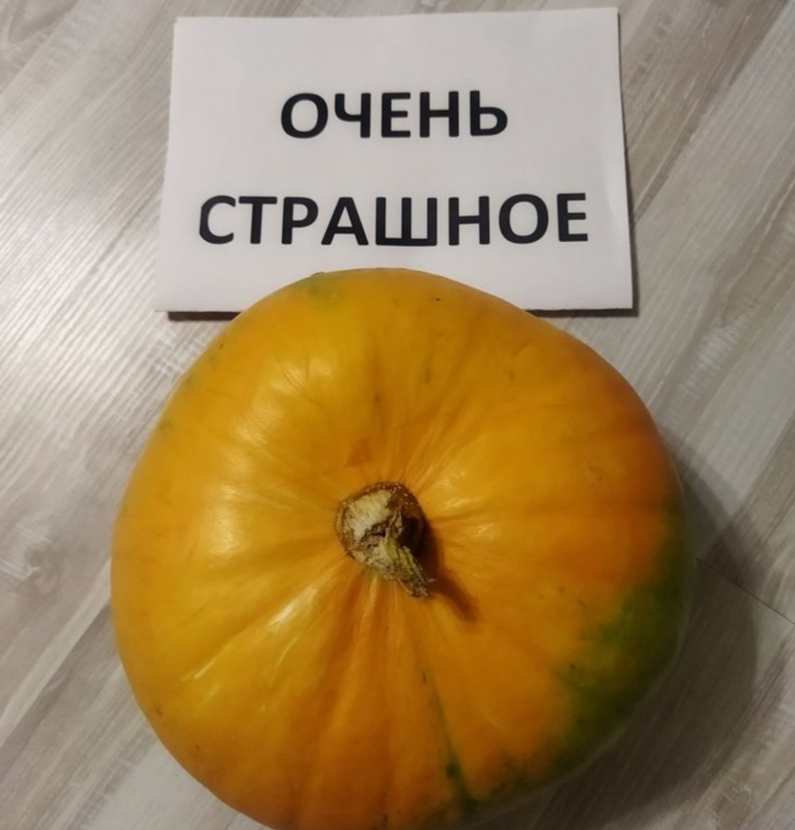 Травоядные животные картинки