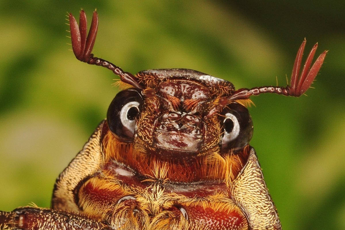 Майский жук- портет героя. Точно ли Вертер хотел быть таким???