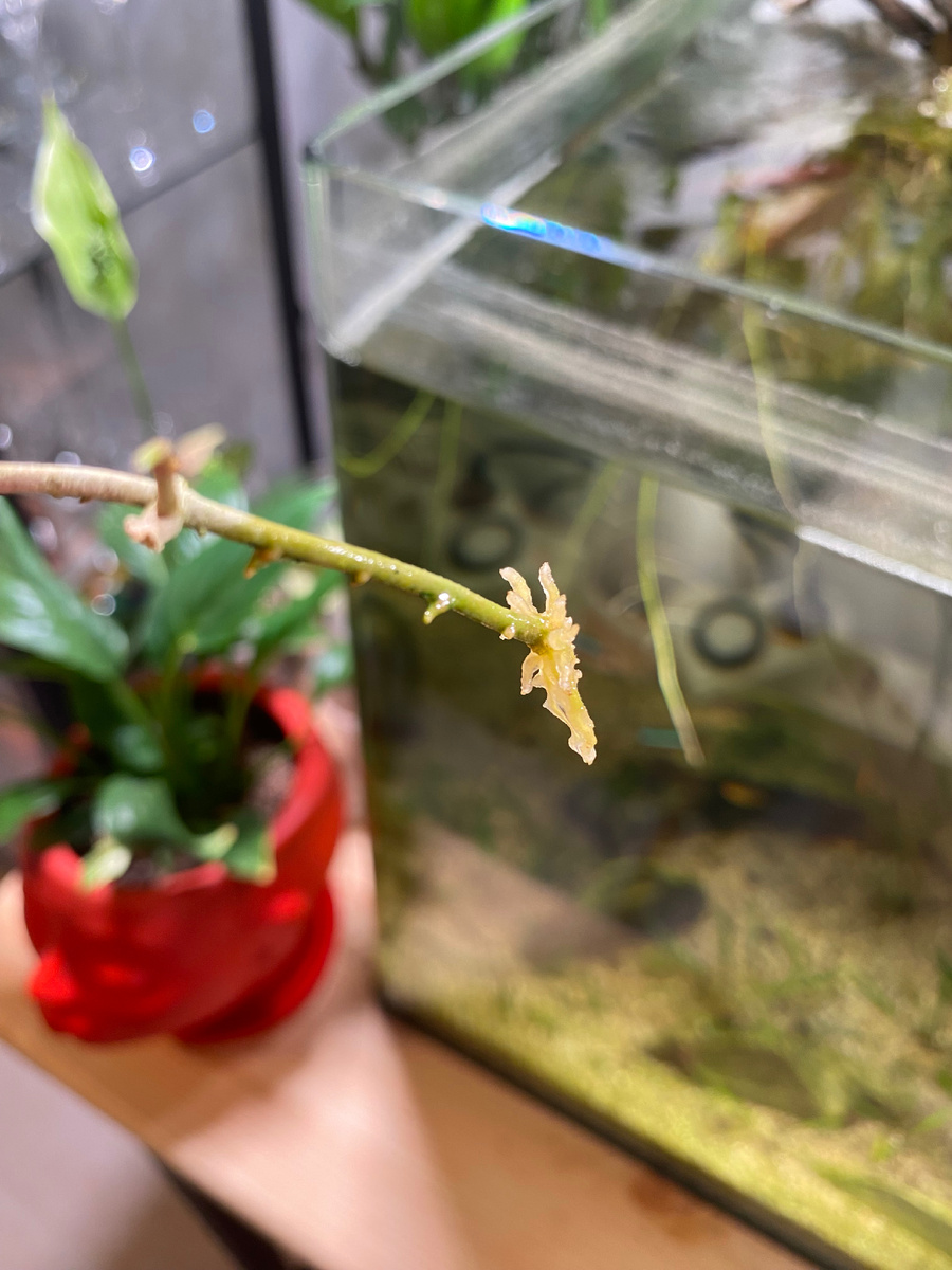 Корешки имбрикаты