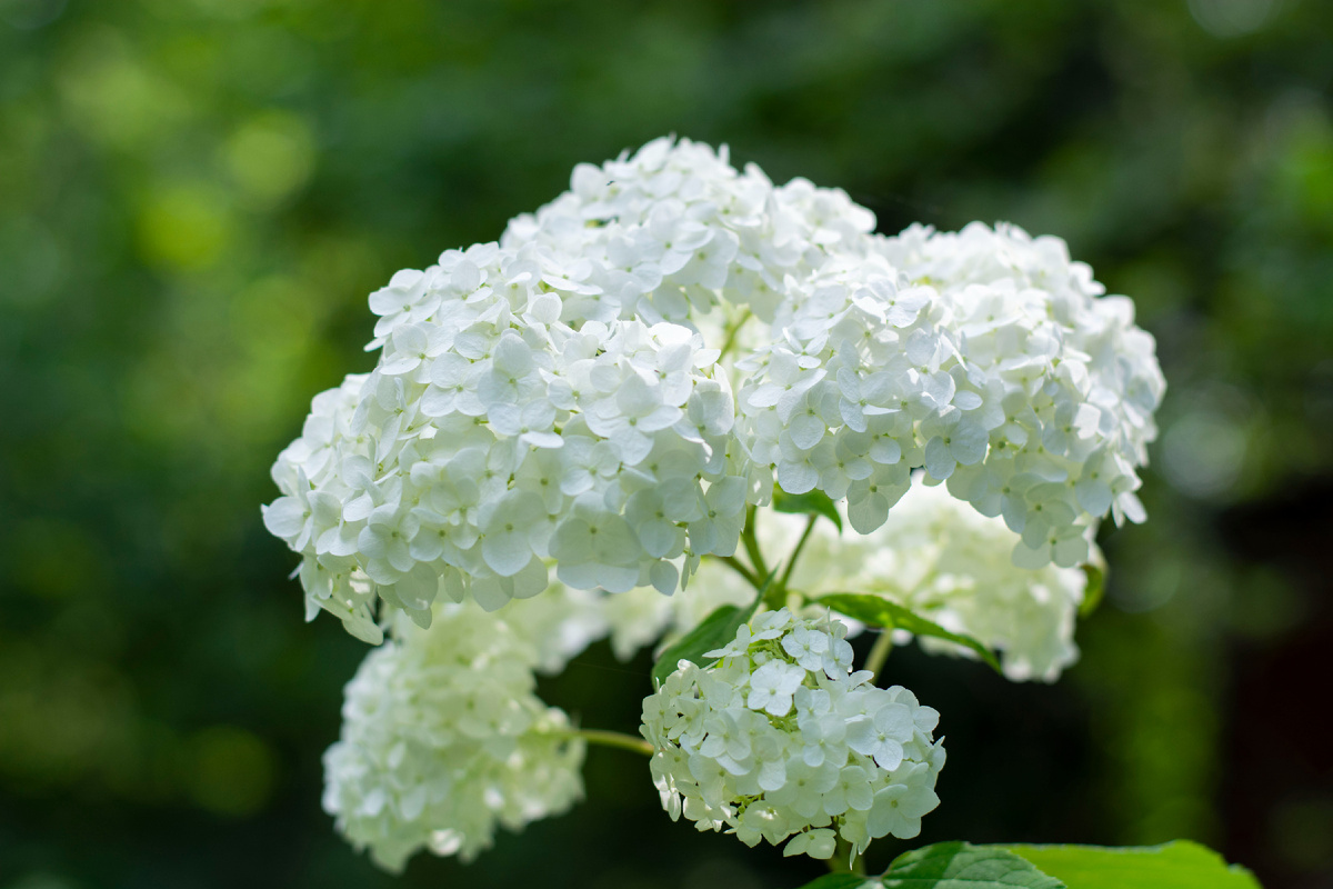 Белоснежная красавица в лучах солнца