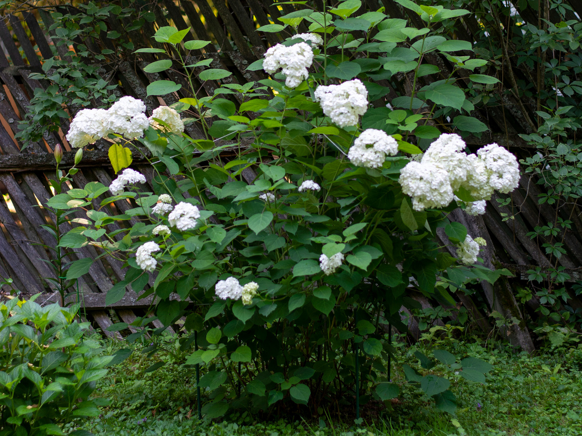 Первый год эксперимента