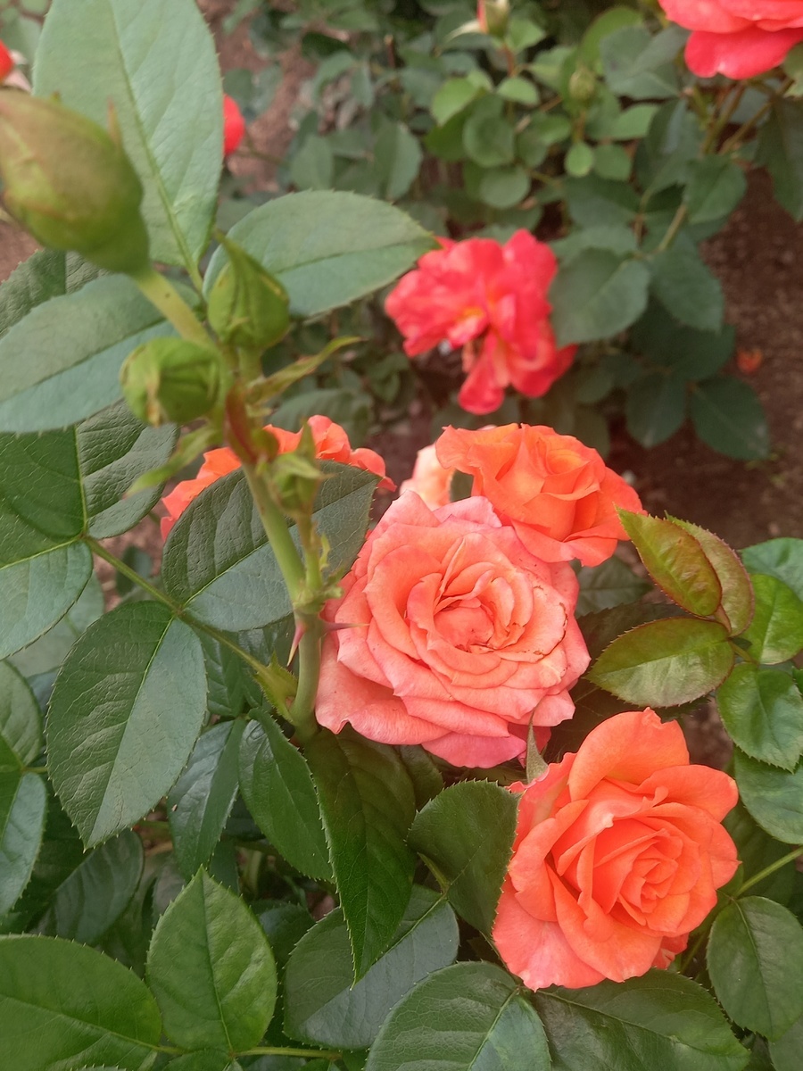 фото Анны: Аллегрия и Супер трупер из питомника Меховских