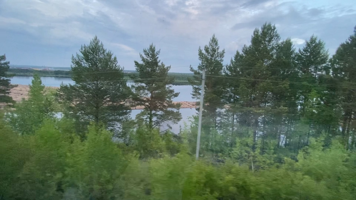 Лес на воде.