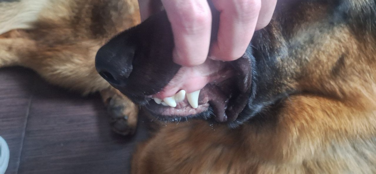 Совсем молод по зубам, до года. Клыки ещё растут