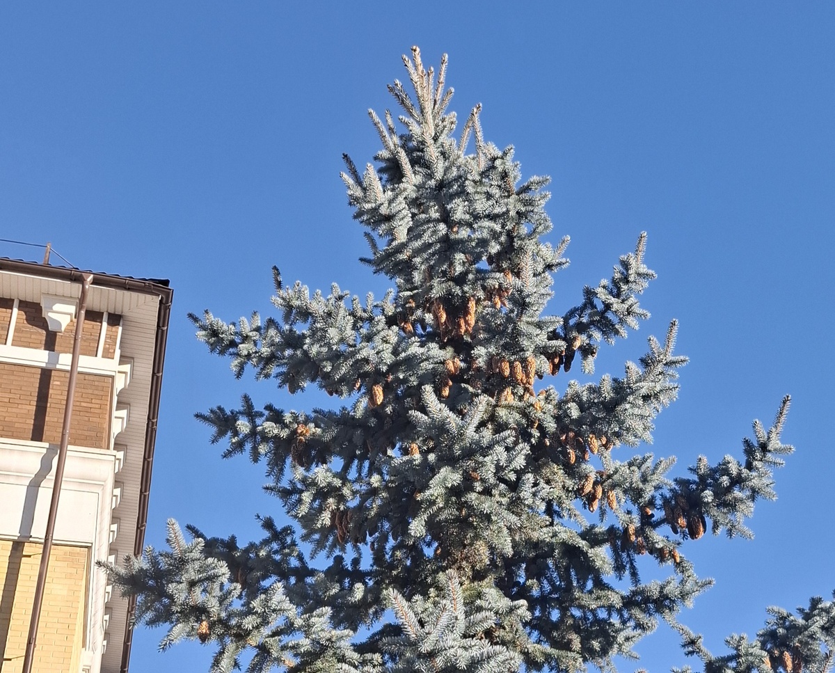 Солнышко нас порадовало 31 декабря и сегодня!