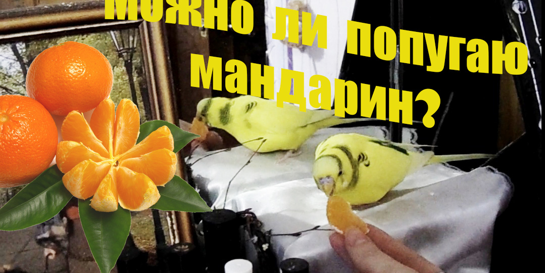 Можно ли волнистому попугаю МАНДАРИН 🍊?