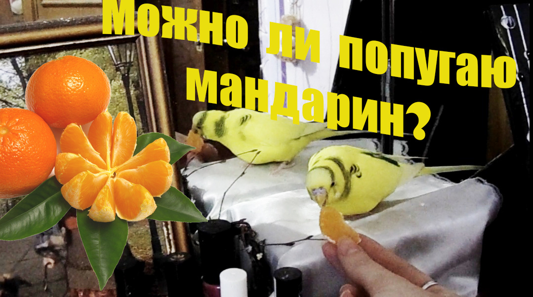 Обложка из ютуба