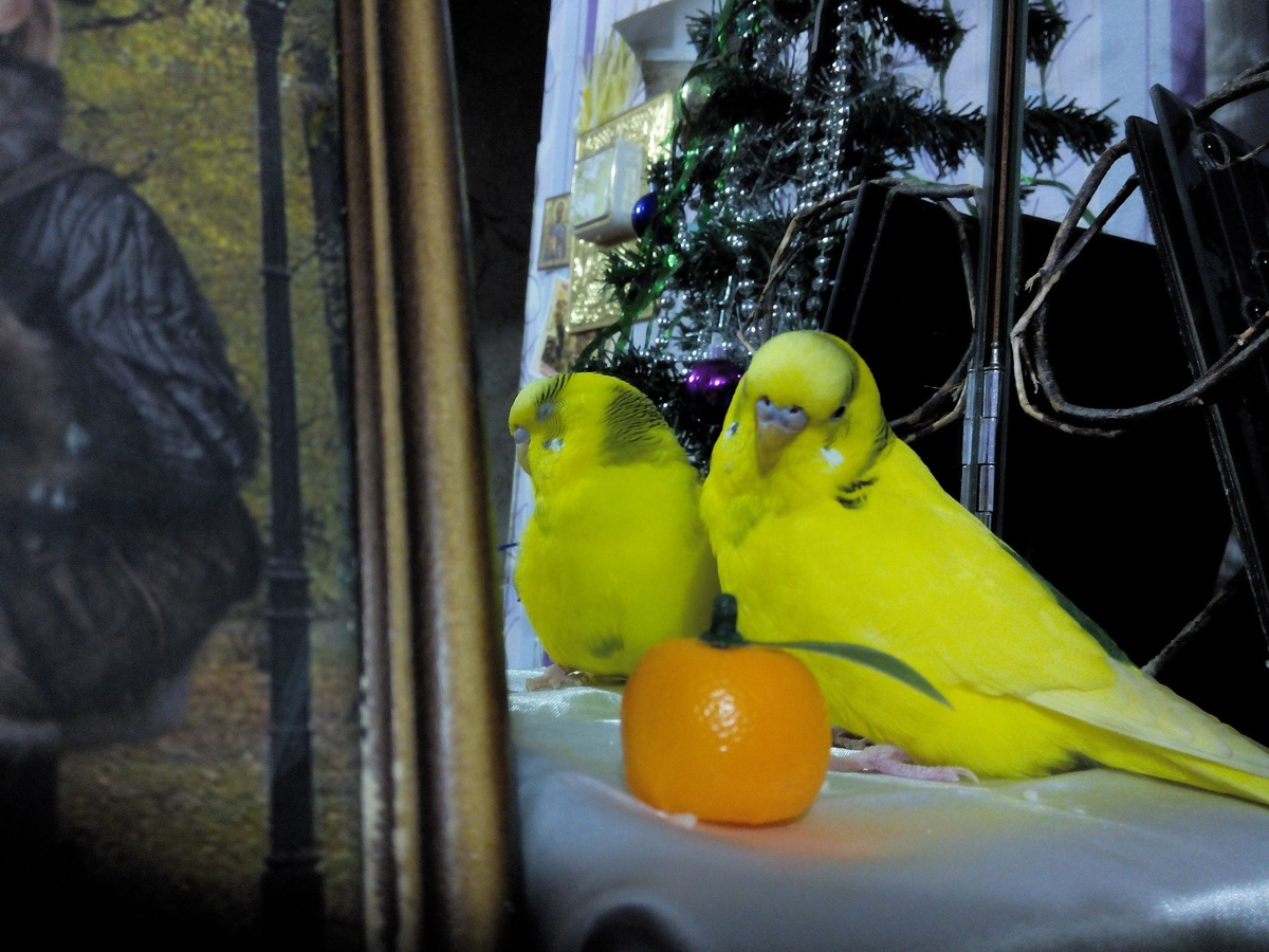 Чика и мандарин 🍊 