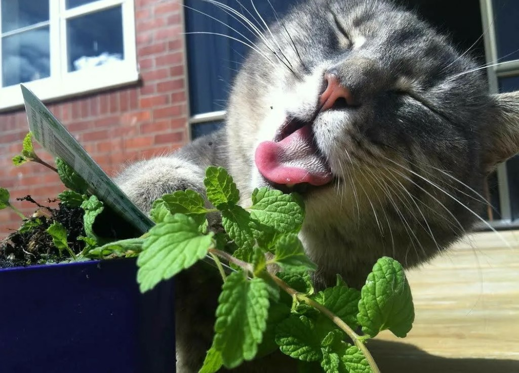 Яндекс.Картинки