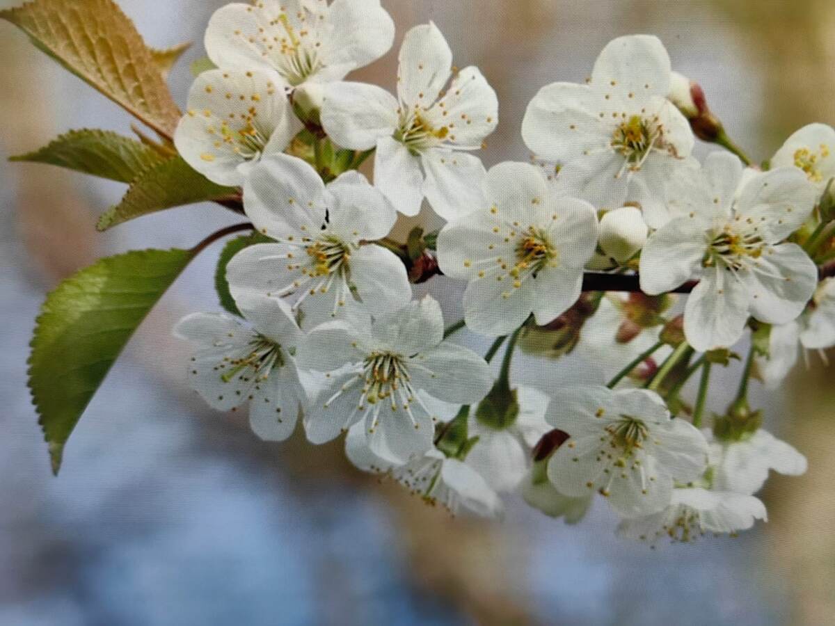 Цветение вишни. Фото автора