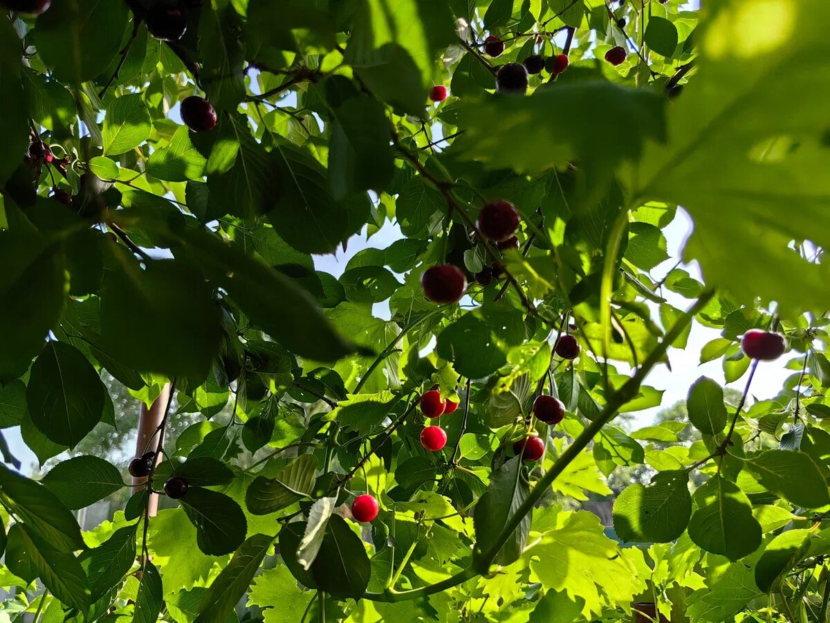 Вишня созревает. Фото автора