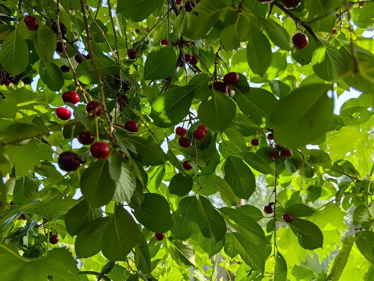 Шпанка - гибрид черешни и вишни. Фото автора