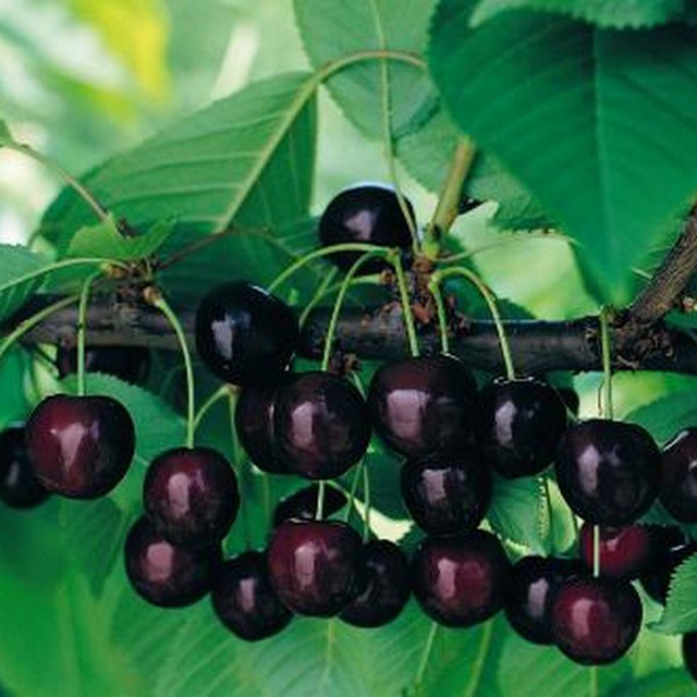 Шпанка - гибрид черешни и вишни. Фото из открытых источников