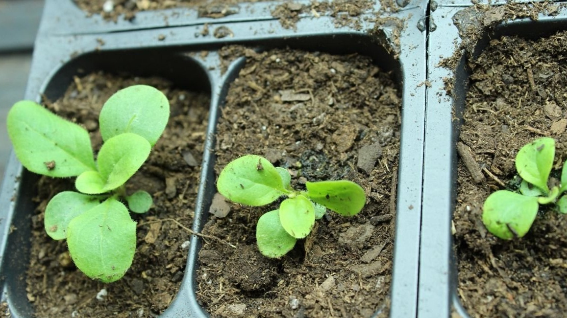 Правильное освещение и температурный режим формируют крепкую рассаду петунии