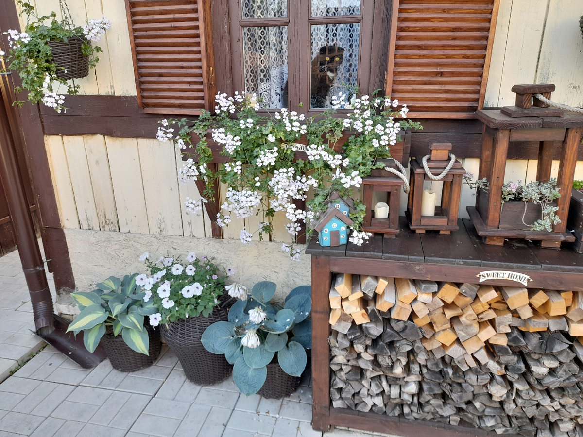 Мои любимые петуния Изи Вейв Сильвер и пеларгония Рич Аут Вайт