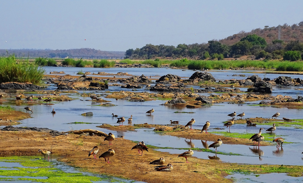 Это рай для орнитологов. (Фото: cindyknoke.com).