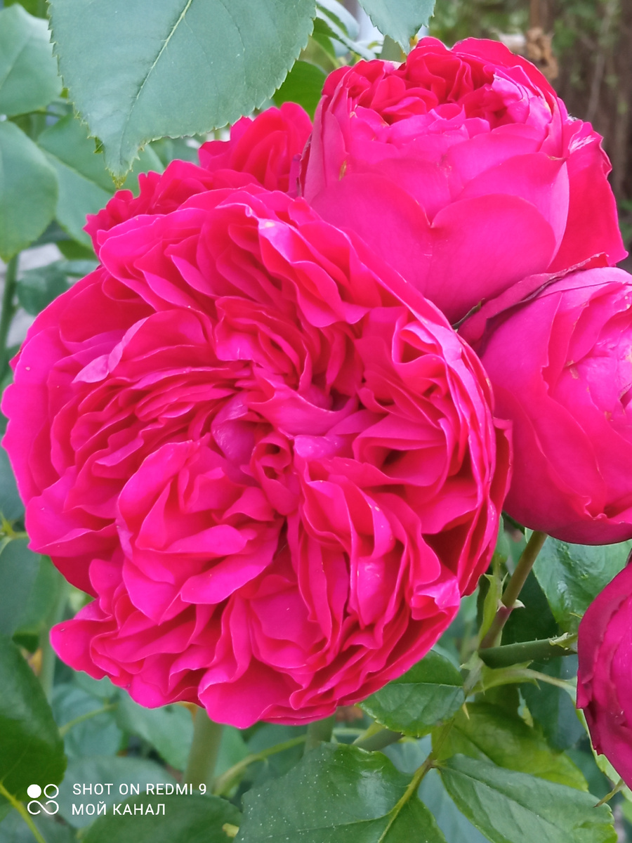 Роза Эрик Табарли. Фото из моего сада.