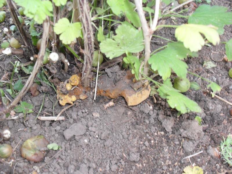 Нашла подходящее фото в вк. Трутовик в кусте крыжовника. Только у меня еще и больше бывают. Взяла для наглядности.