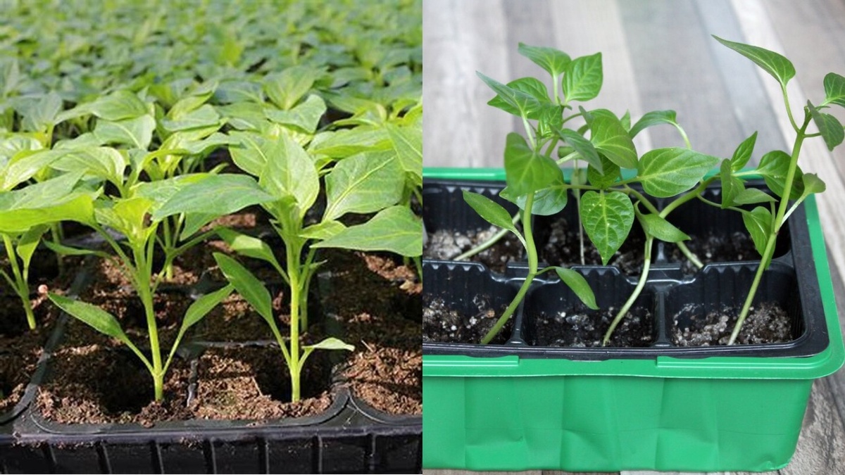 Разница очевидна: слева растения при правильной температуре, справа - в перегретом помещении