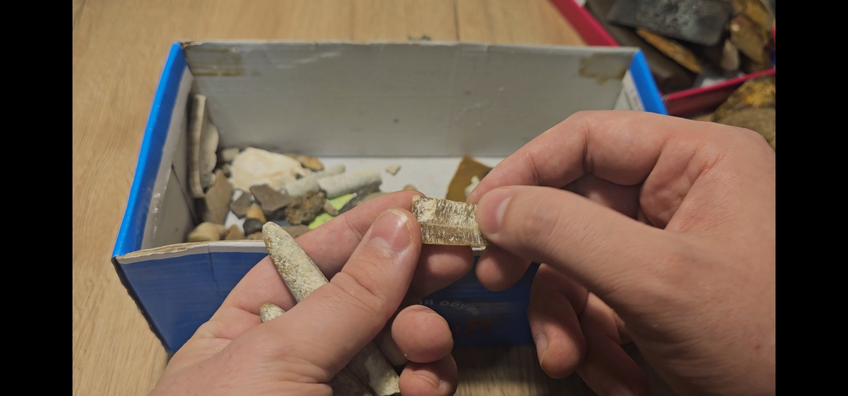 Фото автора. В руках кусочек белемнита